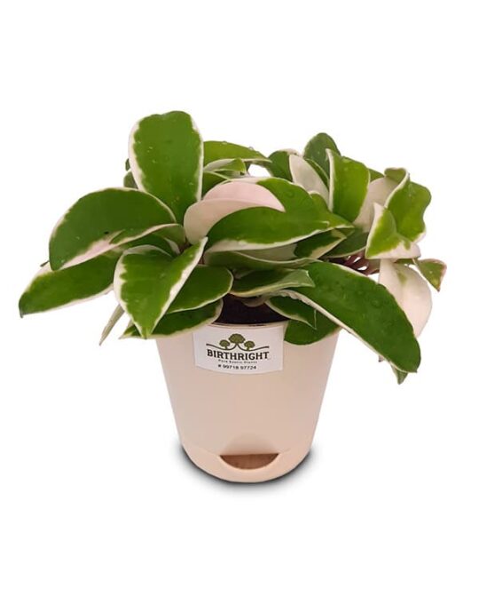hoya