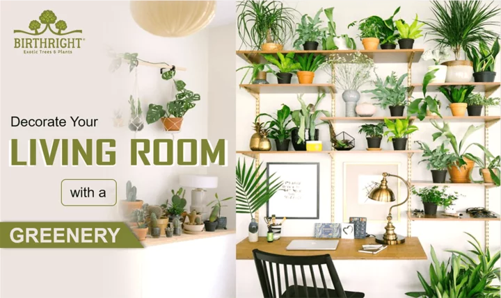 Decorate Your Living Room with a Greenery - Birthright
