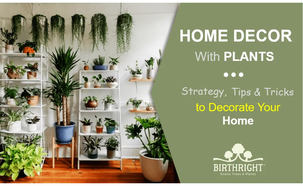 Home Decor With Plants