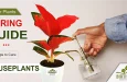 Indoor Plants caring guide