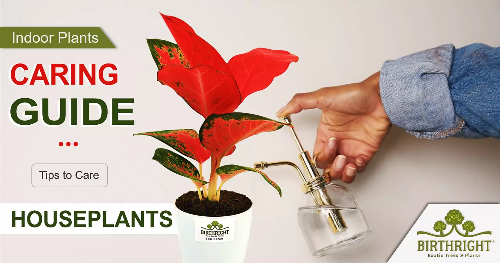 Indoor Plants caring guide