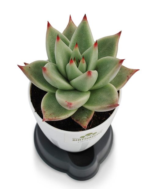 Echeveria Agavoides 2