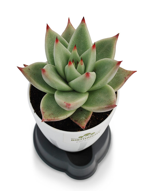 Echeveria Agavoides 2