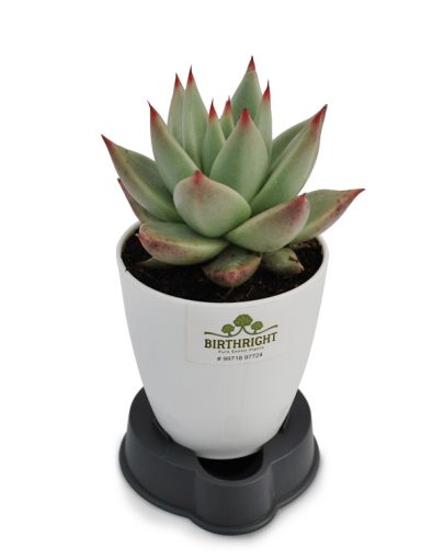 Echeveria Agavoides 3