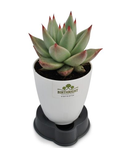 Echeveria Agavoides 3