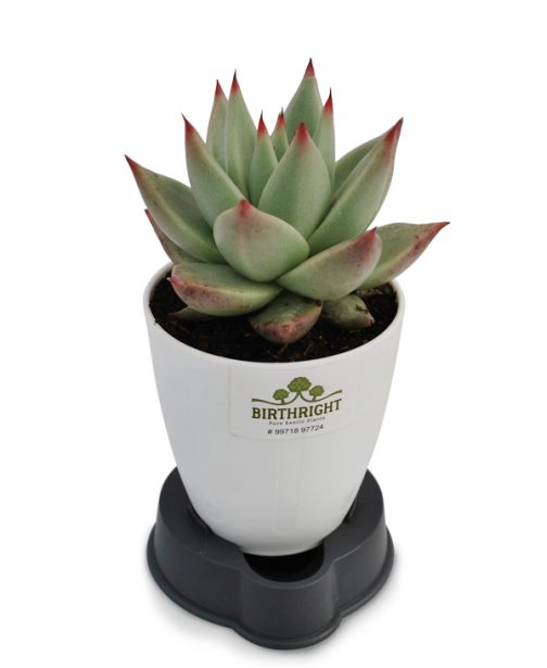 Echeveria Agavoides 3
