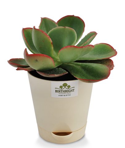 Echeveria Blue Sky 2