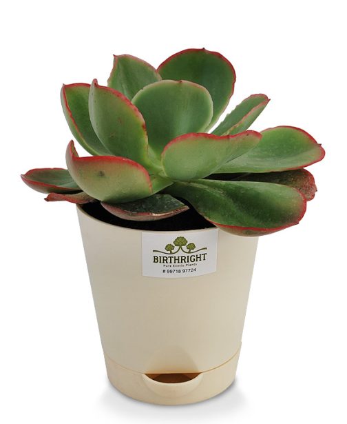Echeveria Blue Sky 2