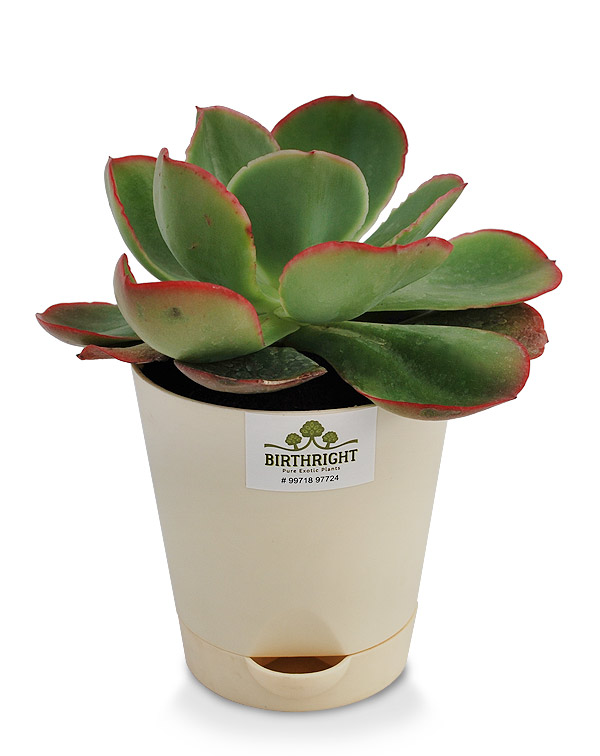 Echeveria Blue Sky 2
