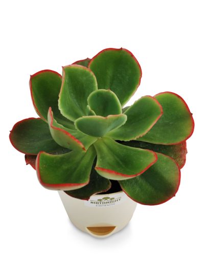 Echeveria Blue Sky 3