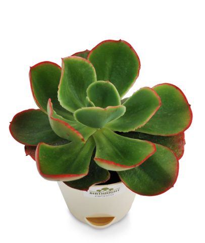 Echeveria Blue Sky 3