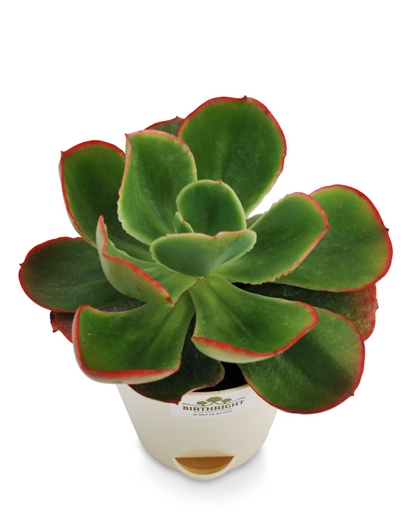 Echeveria Blue Sky 3