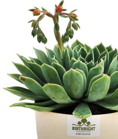 Echeveria Tolucensis 1