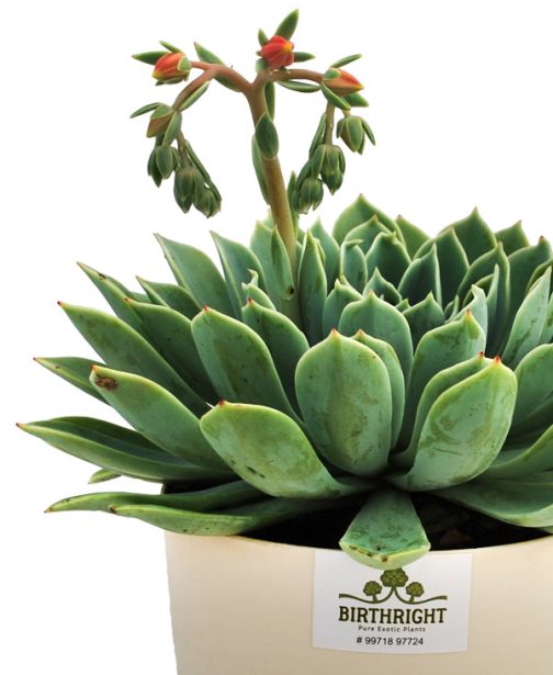 Echeveria Tolucensis 1