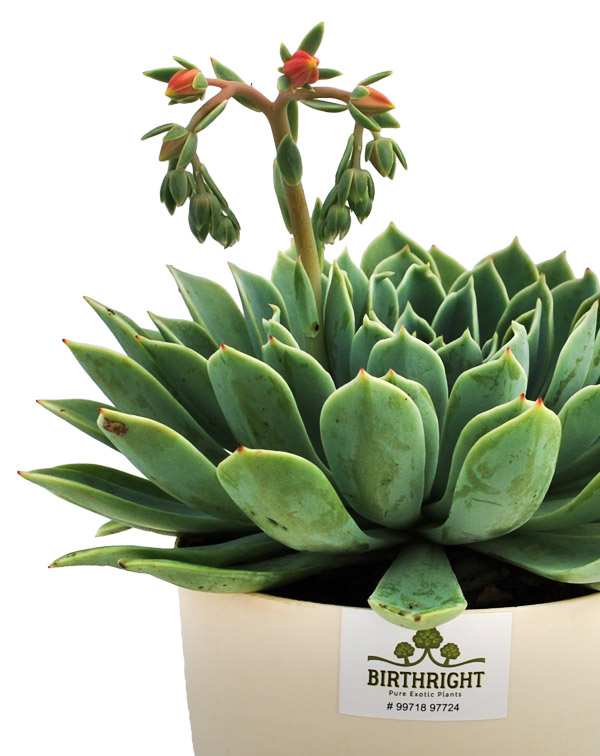 Echeveria Tolucensis 1