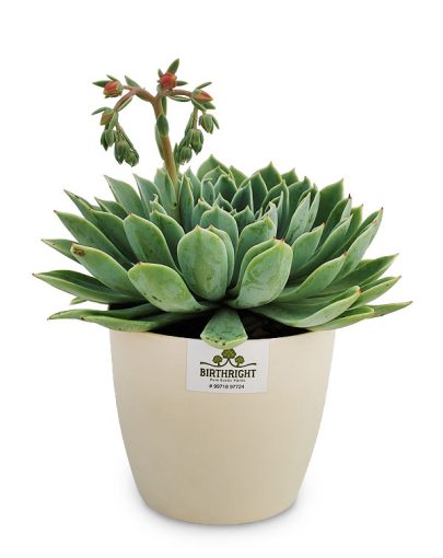 Echeveria Tolucensis 2
