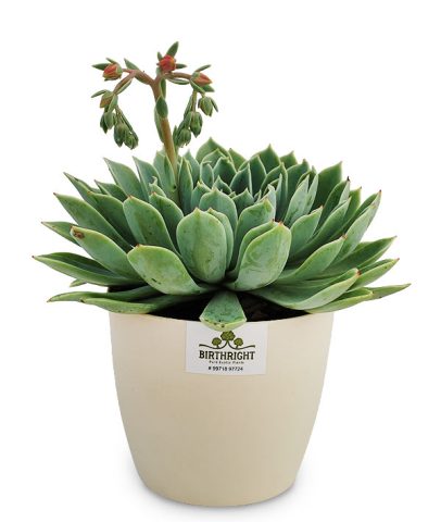 Echeveria Tolucensis 2