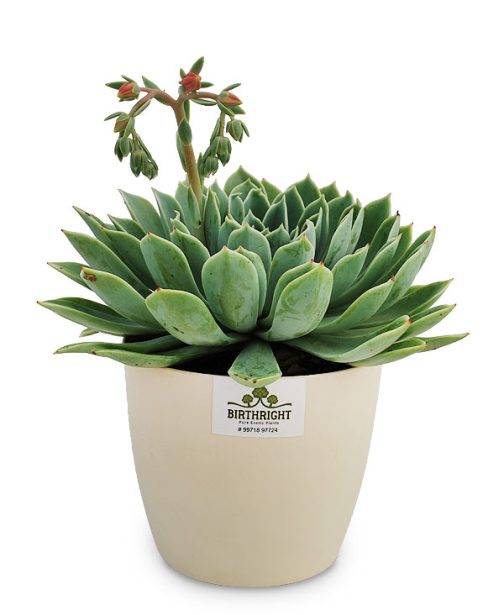 Echeveria Tolucensis 2