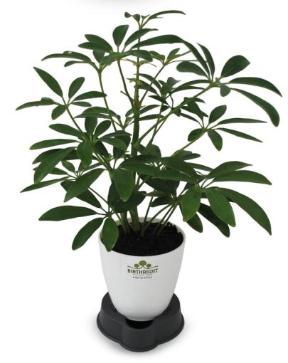 Scafflera-small-1