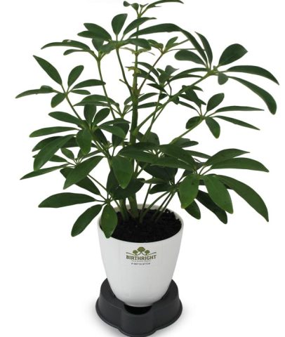 Scafflera-small-1