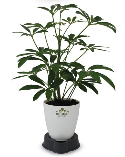 Scafflera-small-2